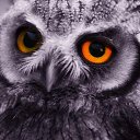 ���� �����, �����������, 57 ��� - ��������� 24 ������ 2018