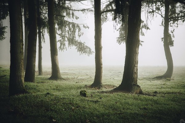 Forest eyes. Сажая дуб смешно мечтать что скоро найдешь приют в его тени.