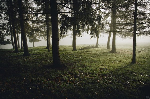 Eyes in the Forest.