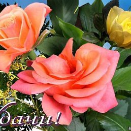 Nana, �������, 67 ���
