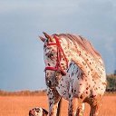 ���� Aleks, ����� ������� - ��������� 9 ���� 2018 � ������ �HORSES�