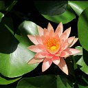 ���� Tala, ������� - ��������� 10 ��� 2018 � ������ ���� ����������