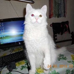 ���� �������, ������, 49 ��� - ��������� 25 ������ 2018