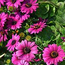 ���� ������, ��� - ��������� 24 ������ 2017 � ������ ���� ����������