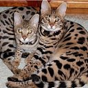  Elena....,  -  2  2018    