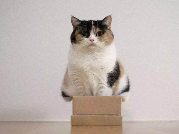 Вся жизнь - коробка, а ты в ней толстый котик.#настроение@ican - 6