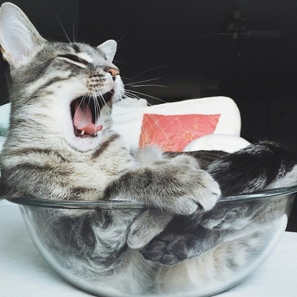 Хозяйке на заметку: Салат накладываем в салатницу. Котика - в котятницу. - 2