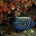 ���� �����, ���� - ��������� 8 ��� 2018