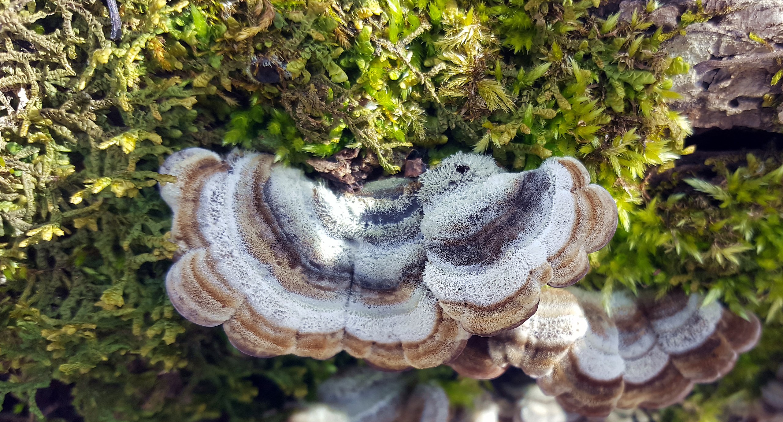   (    (Auricularia polytricha)
