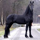 ���� Aleks, ����� ������� - ��������� 9 ���� 2018 � ������ �HORSES�