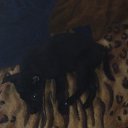  , , 39  -  2  2017    