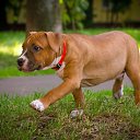 ���� �, ������, 85 ��� - ��������� 9 ������ 2018