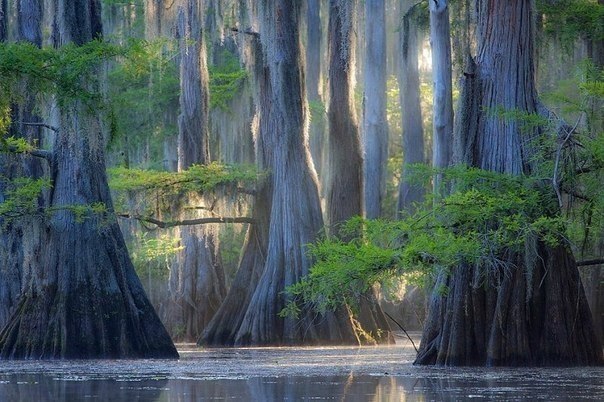   (Caddo lake)     ,     (),  ... - 3