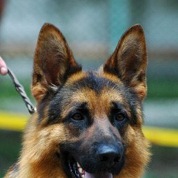 �, ���, 55 ���