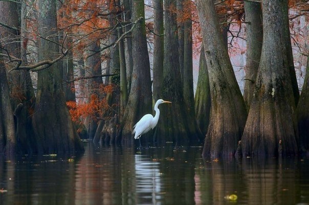   (Caddo lake)     ,     (),  ... - 5