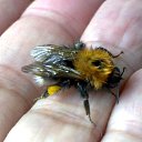  Velvad,  -  12  2018   VELVAD. BUMBLE-BEE HAVE DINNER