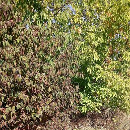 ���������, ������, 29 ���