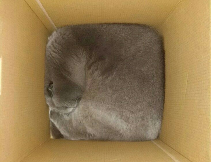 Cat.rar