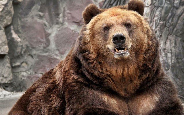 Самый большой медведь в мире Гризли (66 фото)