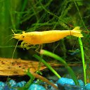 Neocaridina heteropoda &quot;Yellow Neon&quot;   