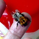  Velvad,  -  12  2018   VELVAD. BUMBLE-BEE HAVE DINNER