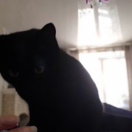 �������, �����������, 37 ���