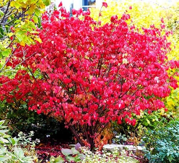 . (Euonymus)     ,   ...