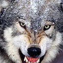 ���� Wolf, ������� - ��������� 17 ������� 2019 � ������ ���� ����������