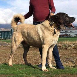 �����, ������, 41 ���