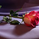 ���� �����, ���� - ��������� 14 ������ 2018 � ������ ������ ��������