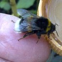  Velvad,  -  12  2018   VELVAD. BUMBLE-BEE.