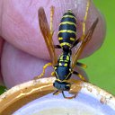 ���� Velvad, ���� - ��������� 12 �������� 2018 � ������ �VELVAD. WASP HAVE DINNER�
