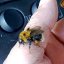  Velvad,  -  12  2018   VELVAD. BUMBLE-BEE HAVE DINNER