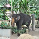 ���� Aru, �������� - ��������� 16 ������� 2018 � ������ �GURUVAYUR, KERALA, INDIA�