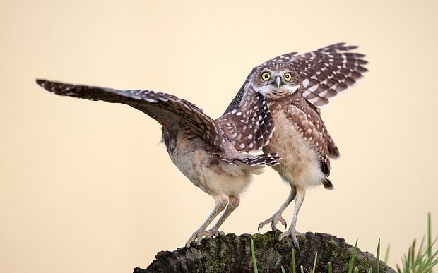  Comedy Wildlife Photography Awards    oo o. - 10