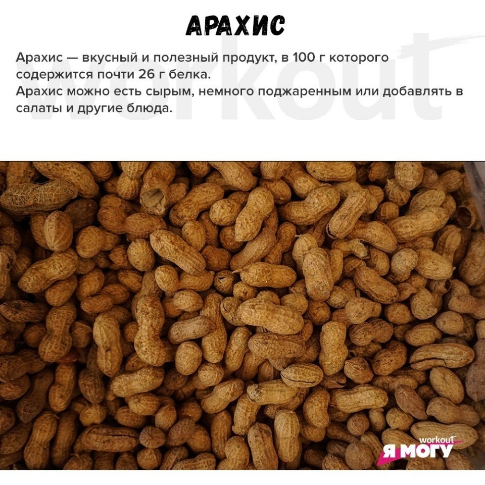 Сколько можно съесть арахиса. Арахис белок. Арахис Белочка. Белка с арахисом. Белки едят арахис.