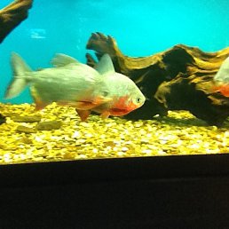 ���� �������, �����������, 22 ���� - ��������� 7 ������ 2019