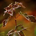 ���� Aleksa, ������, 30 ��� - ��������� 25 ������� 2018 � ������ ������ ��������