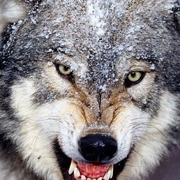 Wolf, �������