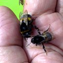  Velvad,  -  12  2018   VELVAD. BUMBLE-BEE HAVE DINNER