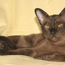 �������, ���������, 53 ����