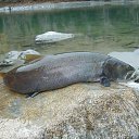  , -, 64  -  9  2019    -