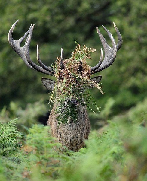 Самые смешные фото животных, получившие премию Comedy Wildlife Photography Awards - 2