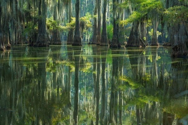   (Caddo lake)     ,     (),  ... - 2