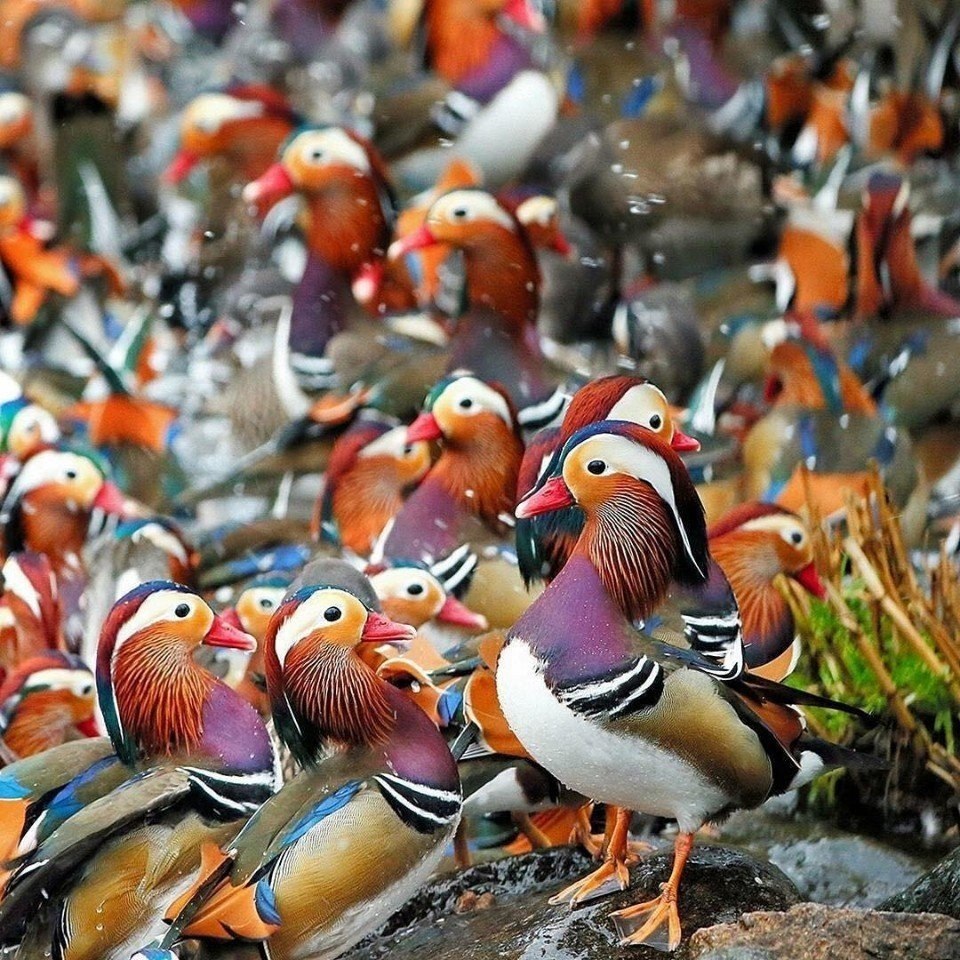 цветные утки фото