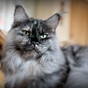  Sebastian, , 54  -  23  2019   