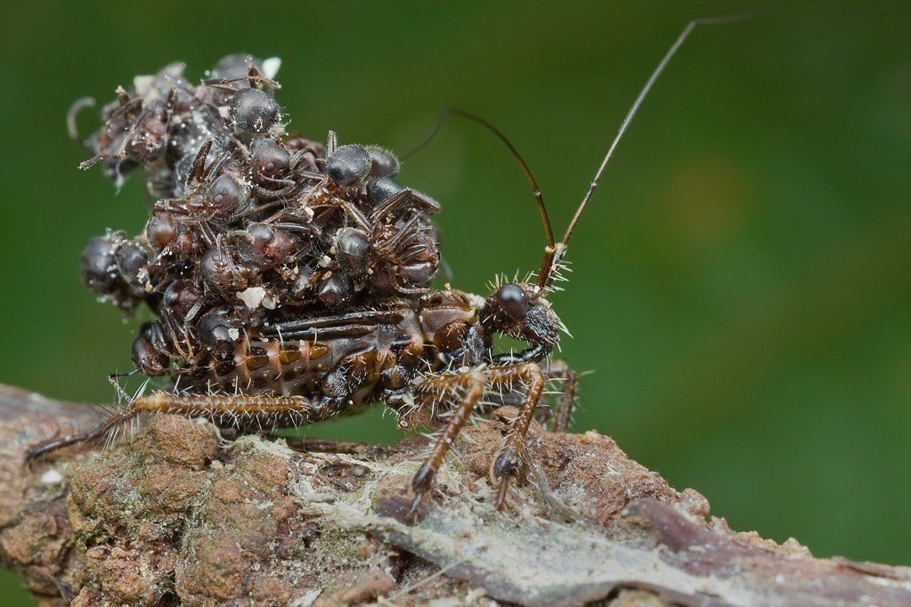 Давили насекомых. Клоп хищнец. Клоп Acanthaspis Petax. Клоп хищнец Assassin Bug.