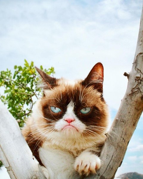     !  realgrumpycat - 6