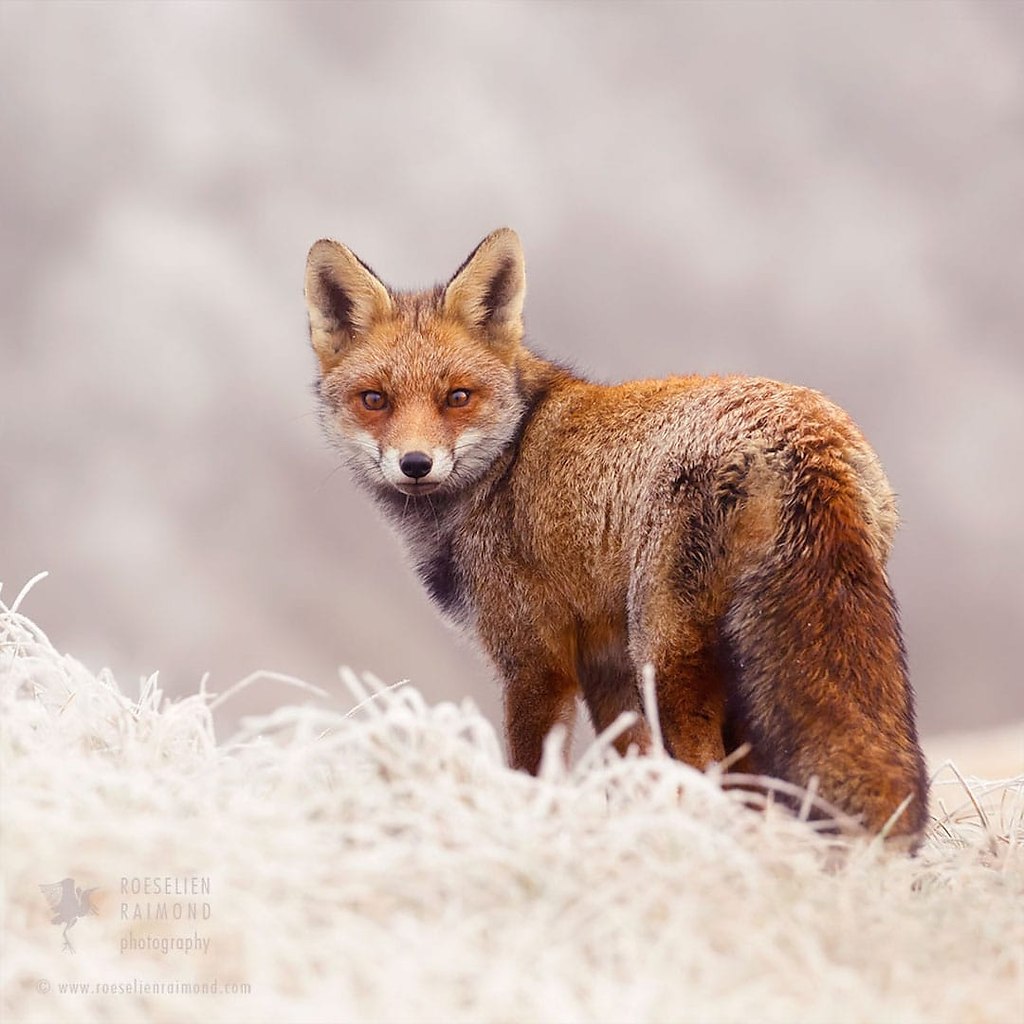 #@https://fotostrana.ru/away?to=/sl/NWB4 Emma Taggart - 4
