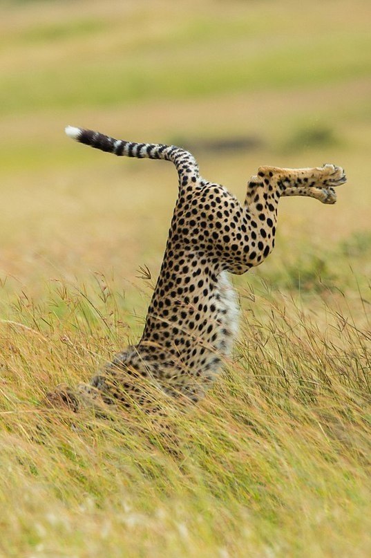  Comedy Wildlife Photography Awards    oo o. - 5